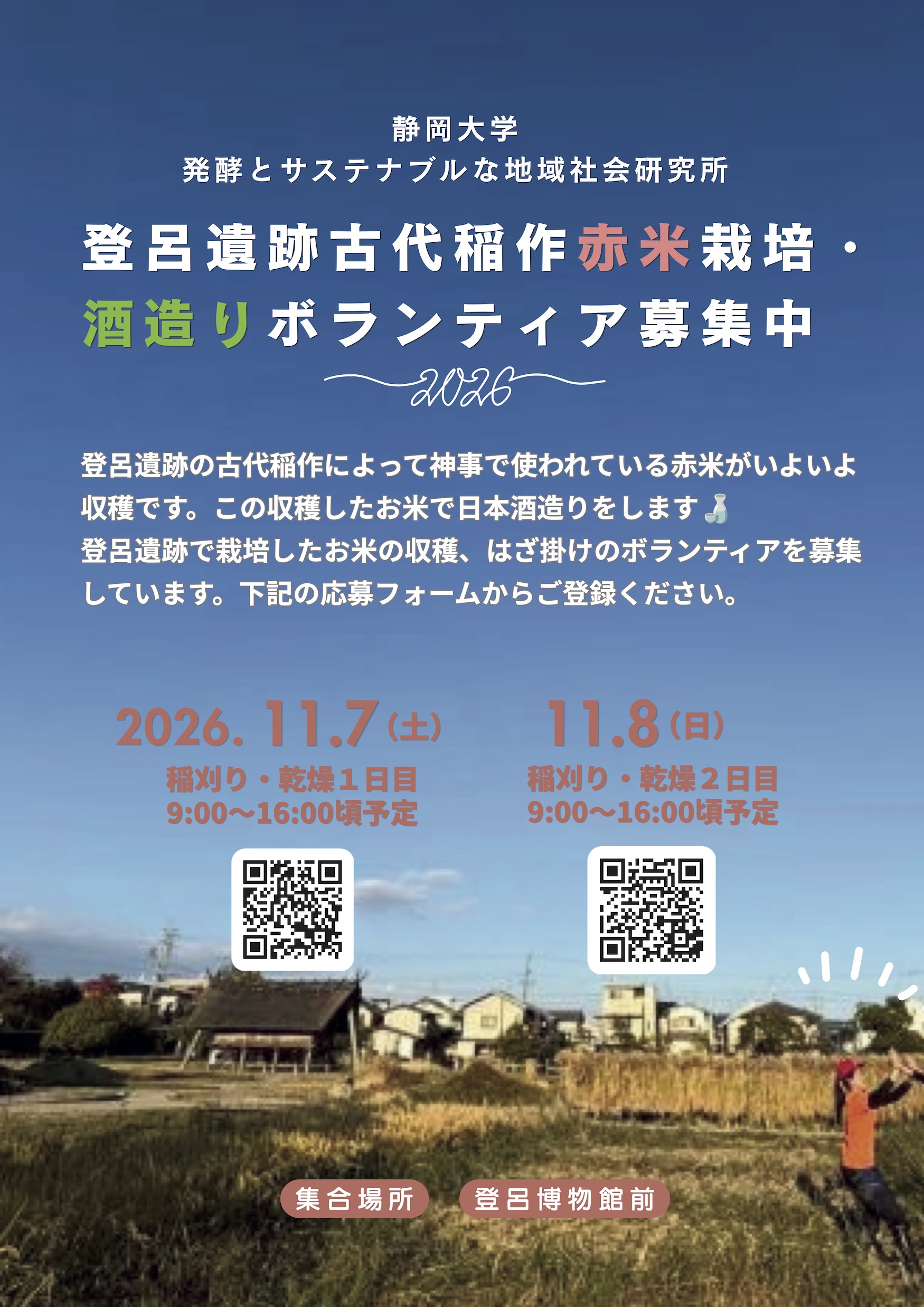 2026年 登呂遺跡古代稲作赤米栽培・酒造りボランティア募集
